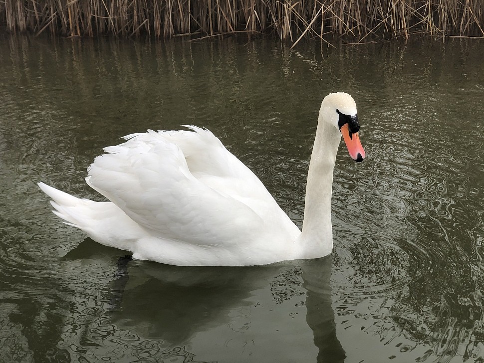 07.04.2021 - Swans of Balaton Lake.