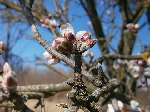 Nature Art by Julia Almond blossom (7)