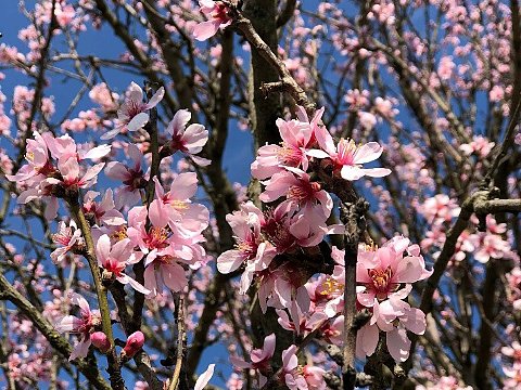 Nature Art by Julia Almond blossom (1)