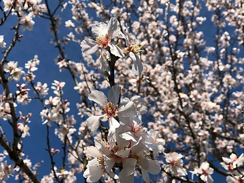 Nature Art by Julia Almond blossom (3)