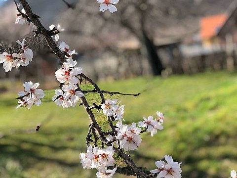 Nature Art by Julia Almond blossom (5)