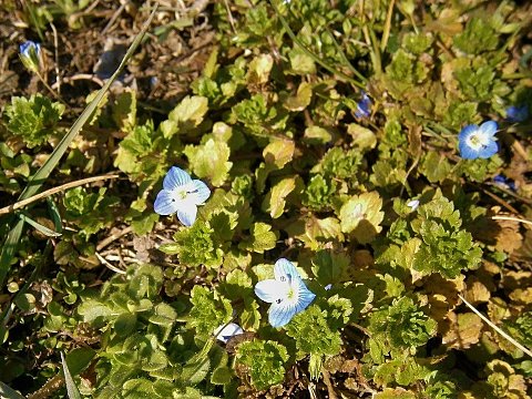 Nature Art by Julia Almond blossom (16)