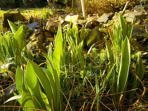 Nature Art by Julia Almond blossom (2)