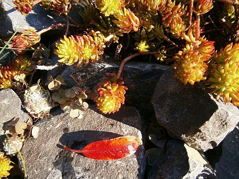 Nature Art by Julia Almond blossom (8)