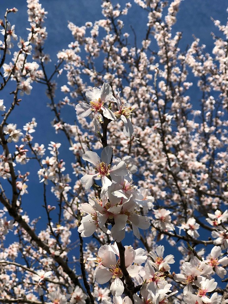 27.02.2020 - Almond and spring flowers bloom on the northern shore of Lake Balaton.