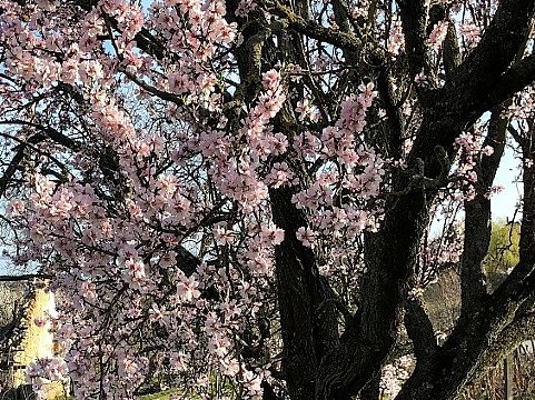 Nature Art by Julia Nature painting  Almond blossom (37)