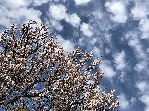 Nature Art by Julia Nature painting  Almond blossom (3)