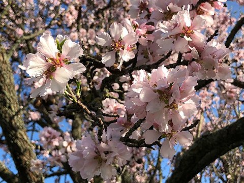 Nature Art by Julia Nature painting  Almond blossom (21)