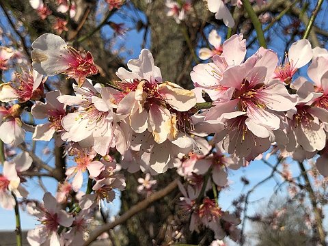 Nature Art by Julia Nature painting  Almond blossom (22)