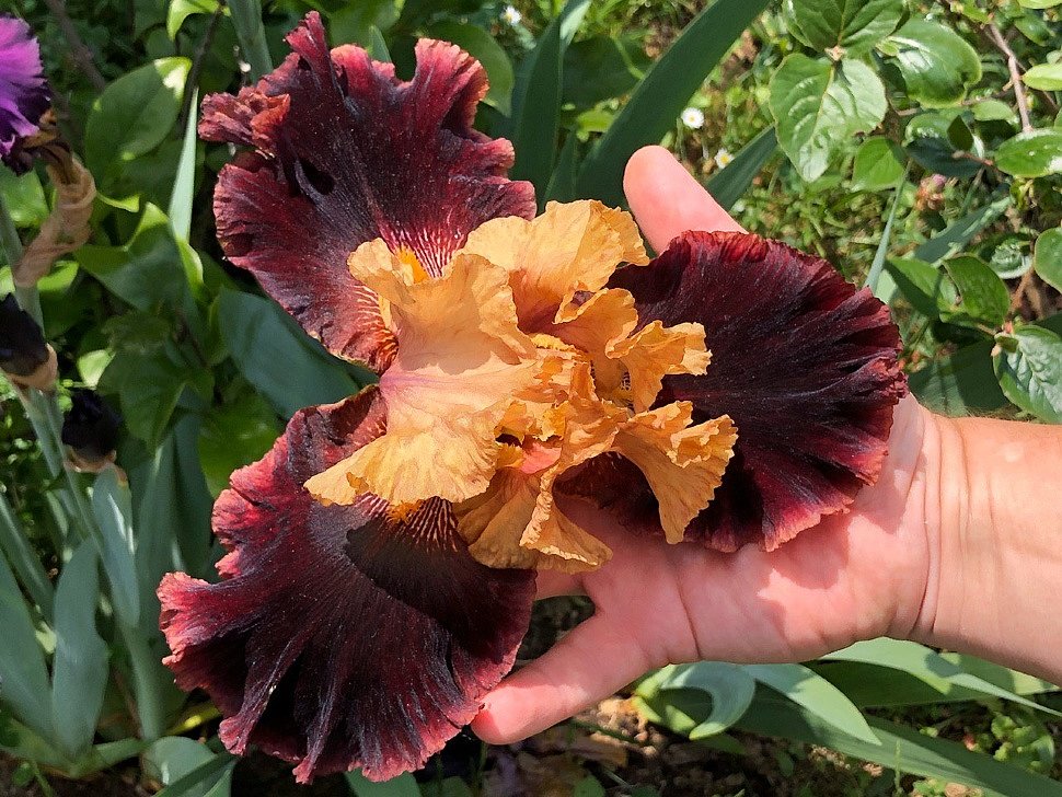 31.05.2020 - A delightful flowering collection of irises in my garden.