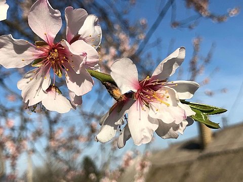 Nature Art by Julia Nature painting  Almond blossom (23)