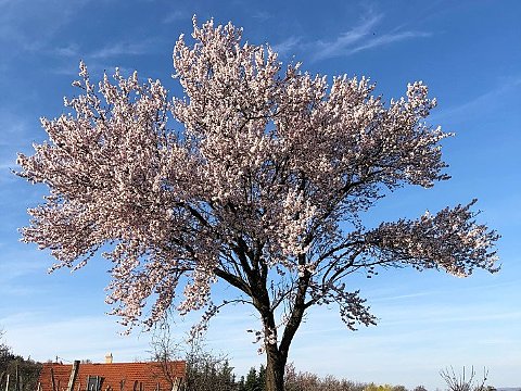 Nature Art by Julia Nature painting  Almond blossom (27)