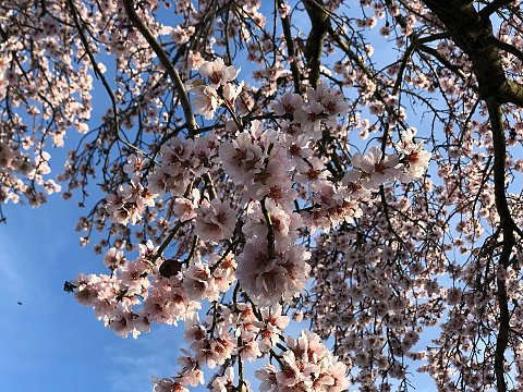 Nature Art by Julia Nature painting  Almond blossom (28)