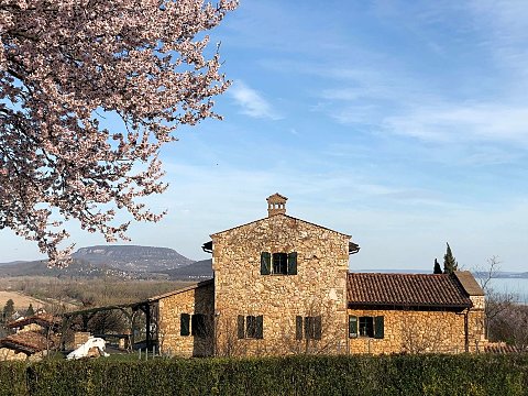 Nature Art by Julia Nature painting  Almond blossom (30)