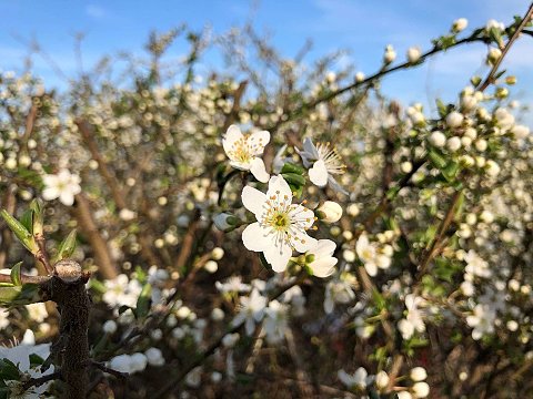 Nature Art by Julia Nature painting  Almond blossom (31)