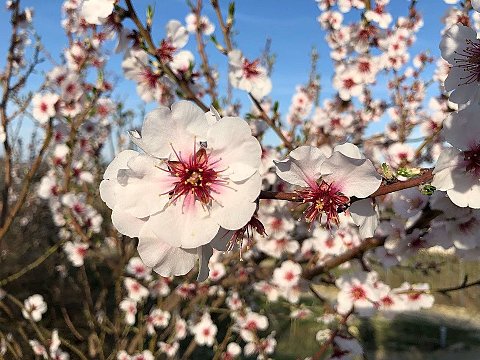 Nature Art by Julia Nature painting  Almond blossom (32)