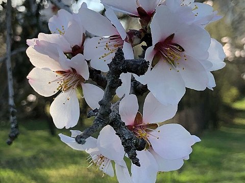 Nature Art by Julia Nature painting  Almond blossom (34)