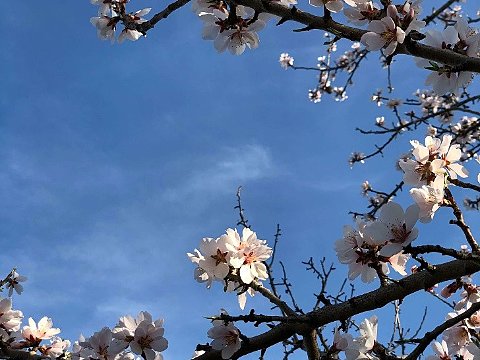 Nature Art by Julia Nature painting  Almond blossom (35)