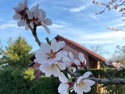 Nature Art by Julia Nature painting  Almond blossom (36)