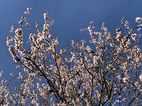 Nature Art by Julia Nature painting  Almond blossom (24)