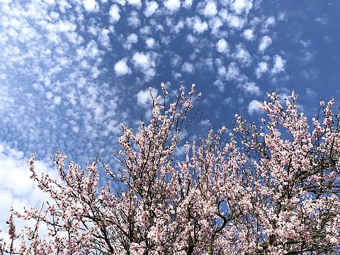 Nature Art by Julia Nature painting  Almond blossom (1)