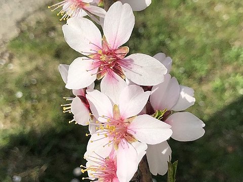 Nature Art by Julia Nature painting  Almond blossom (7)