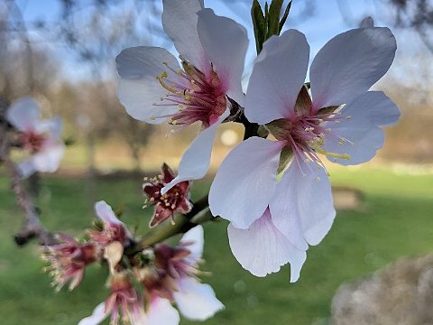 Nature Art by Julia Nature painting  Almond blossom (18)