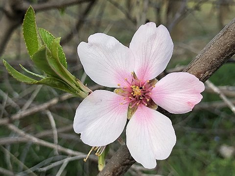 Nature Art by Julia Nature painting  Almond blossom (16)