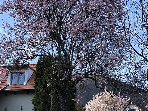 Nature Art by Julia Nature painting  Almond blossom (17)