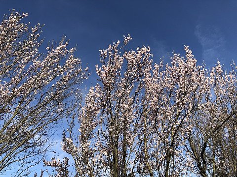 Nature Art by Julia Nature painting  Almond blossom (13)