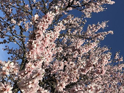 Nature Art by Julia Nature painting  Almond blossom (20)