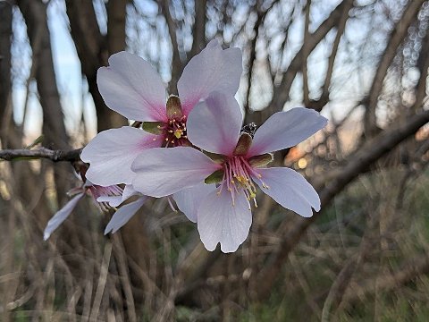 Nature Art by Julia Nature painting  Almond blossom (14)