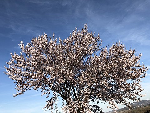 Nature Art by Julia Nature painting  Almond blossom (29)