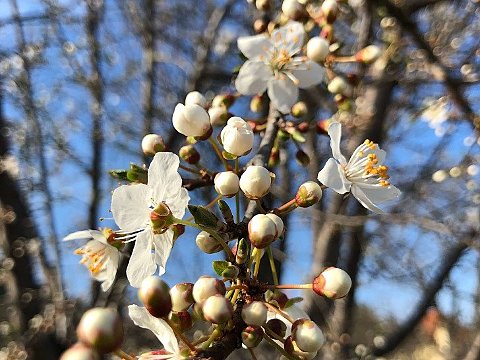 Nature Art by Julia Nature painting  Almond blossom (19)