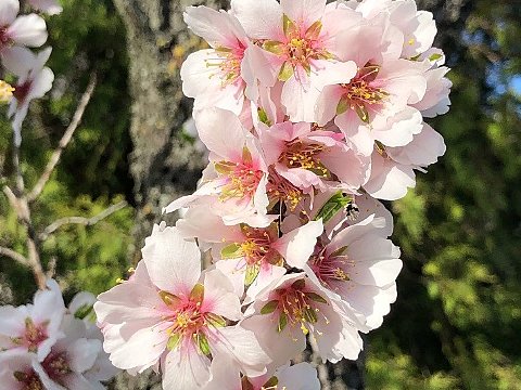 Nature Art by Julia Nature painting  Almond blossom (4)