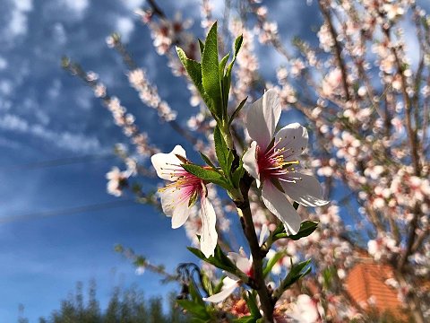 Nature Art by Julia Nature painting  Almond blossom (5)