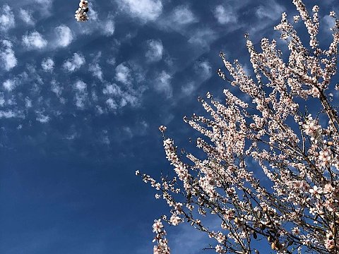 Nature Art by Julia Nature painting  Almond blossom (6)