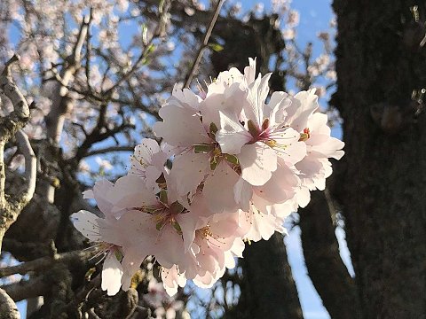 Nature Art by Julia Nature painting  Almond blossom (8)