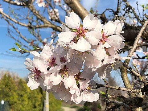 Nature Art by Julia Nature painting  Almond blossom (9)