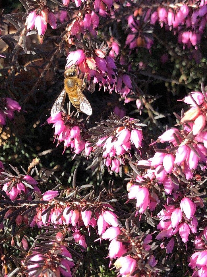 02.02.2020 - Delicious spring weather and awakened bees in a middle of winter.