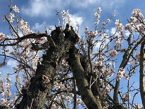 Nature Art by Julia Nature painting  Almond blossom (10)