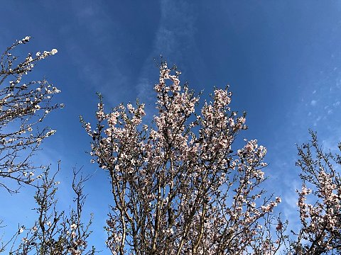 Nature Art by Julia Nature painting  Almond blossom (12)