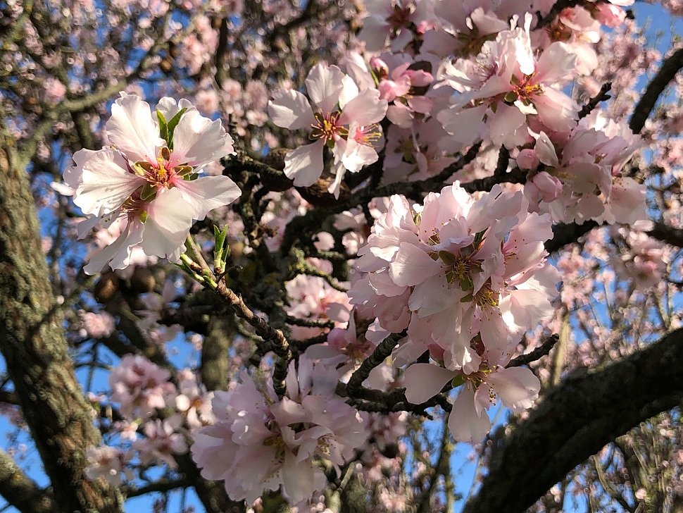 30.03.2020 - Magnificent blossom of almond trees on the north shore of Balaton lake. whole March 2020.