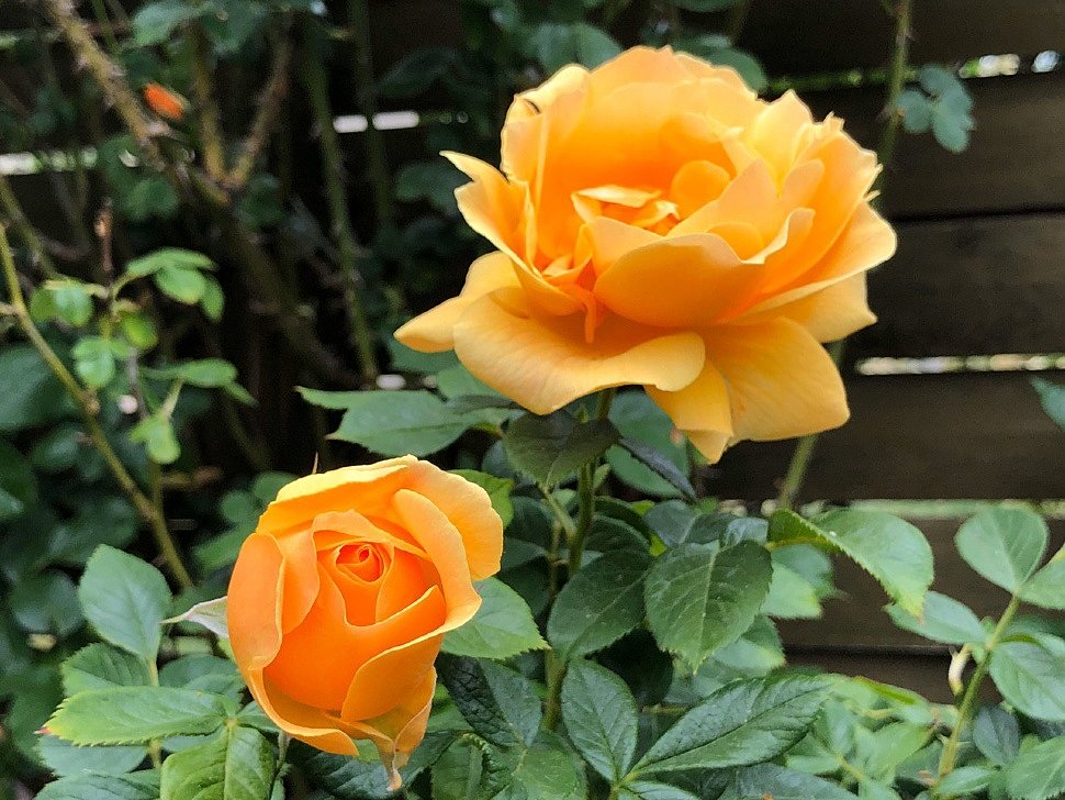 30.06.2020 - Roses in my garden.