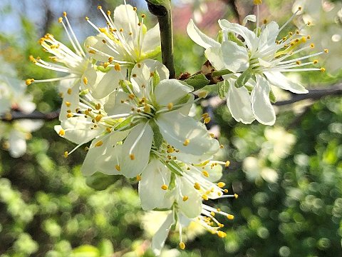 Nature Art by JULIA, blooming (7)