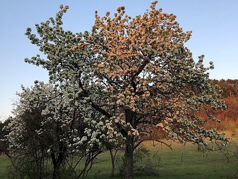 Nature Art by JULIA, blooming (8)