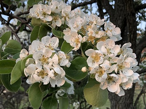 Nature Art by JULIA, blooming (10)