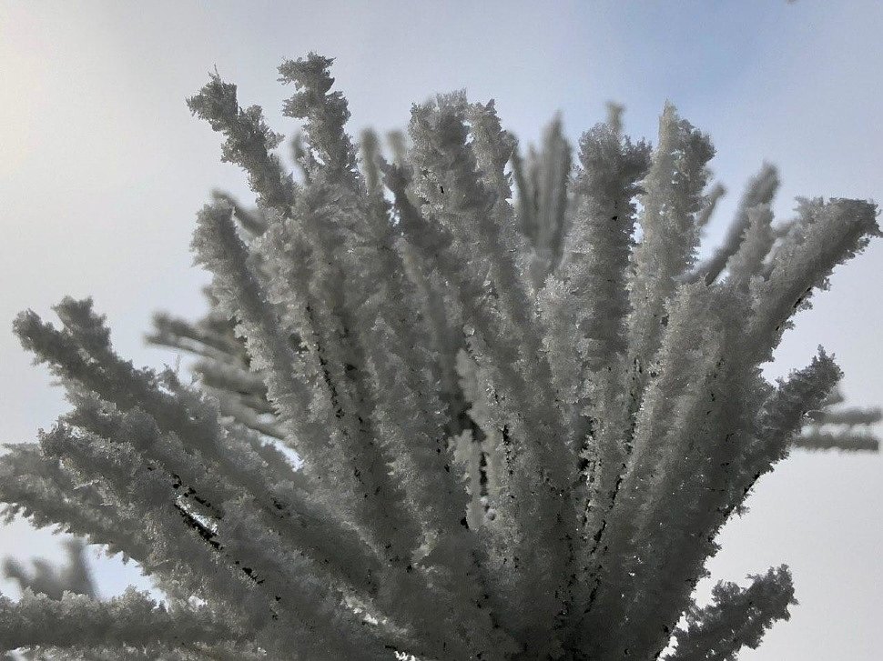 16.01.2020 - Walking to the mountain. Wonderful white trees.