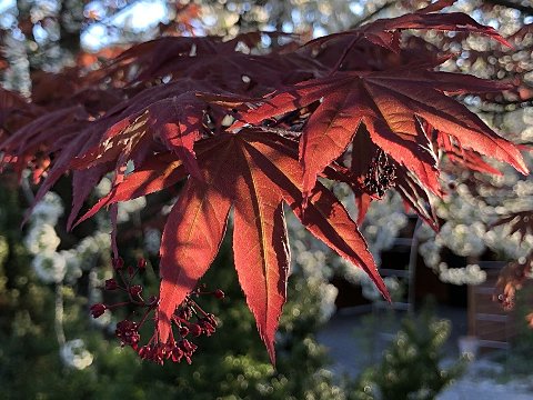 Nature Art by JULIA, blooming (14)