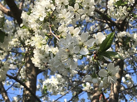 Nature Art by JULIA, blooming (20)